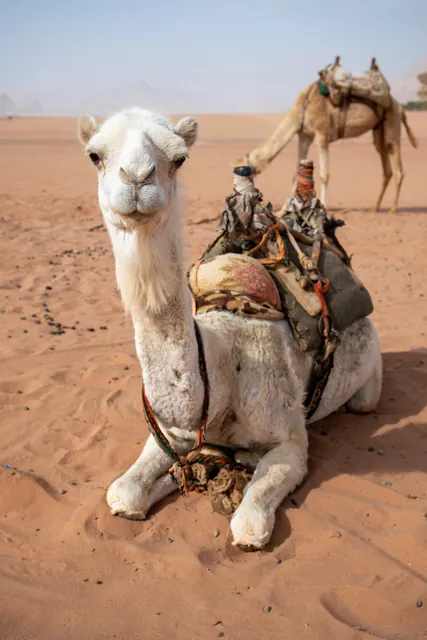 A camel in Wadi Rum, Jordan