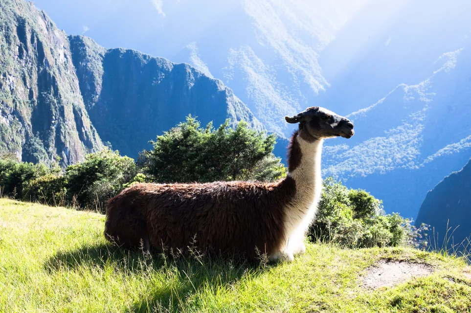 A llama in the Andes