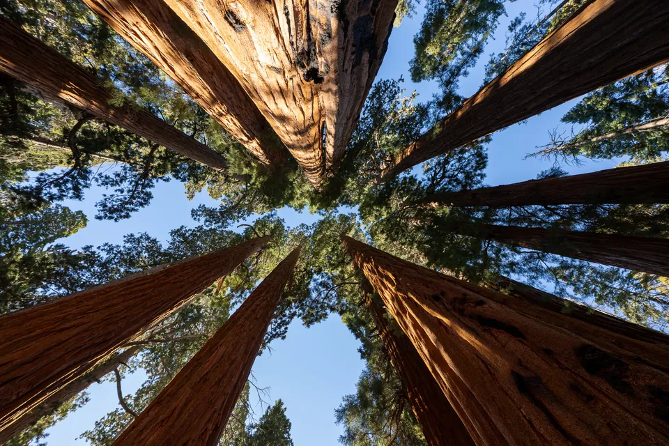 Looking up at giant sequoias