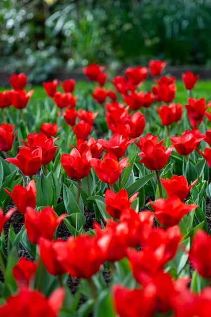 Red tulips in the Netherlands
